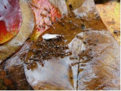 濡れた枯れ葉の上にヒアリが多数いる写真