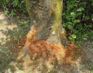 幼虫の被害を受けた樹木