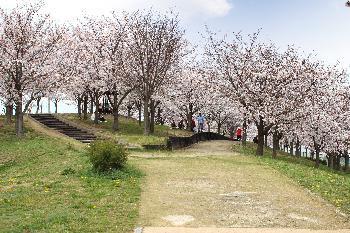 【入選】辻 依子さんの作品「新桜の名所」（撮影場所：今池水みらいセンター）