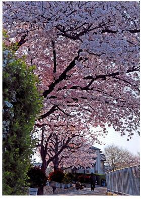【魅力発見賞】西山 寿子さんの作品「春の散歩道」（撮影場所：高見の里3丁目）