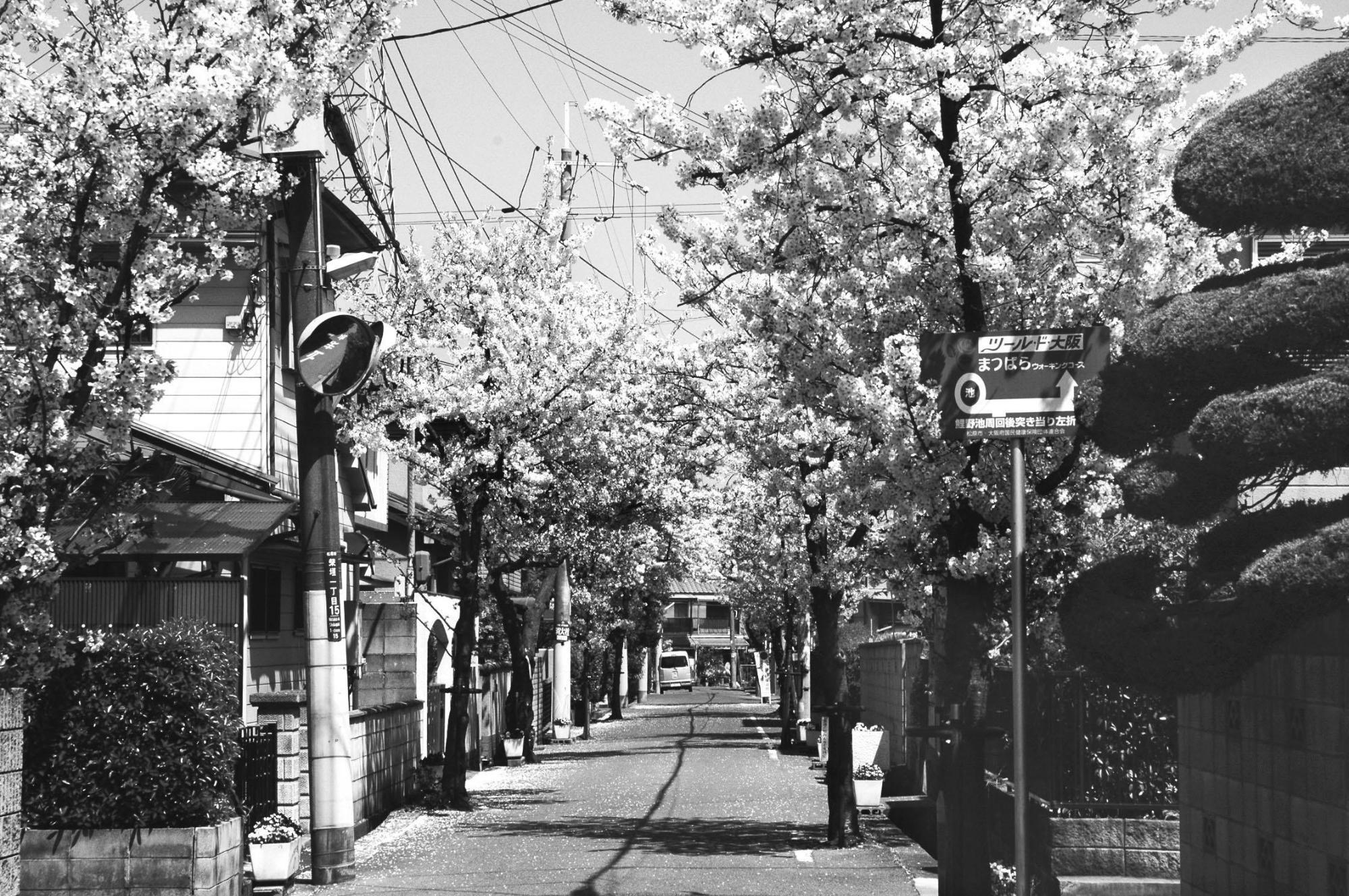 桜の季節のさくら通りの写真