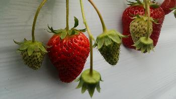 イチゴ栽培の写真