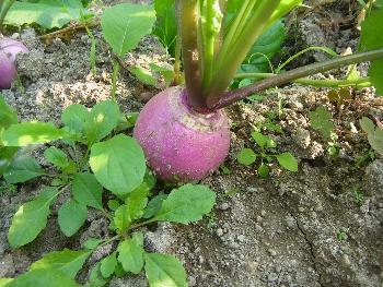 かぶ収穫前の写真