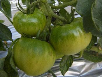 トマト収穫前の写真