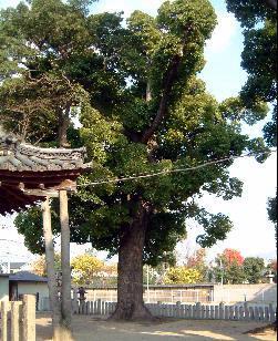 熱田神社のクスの写真